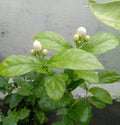 Beautiful rain water drops on flower blooming in branch of green leaves plant growing in garden, nature photography, rainy season Royalty Free Stock Photo