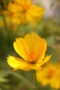 Beautiful yellow flower Royalty Free Stock Photo
