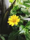 a beautiful yellow flower is blooming Royalty Free Stock Photo