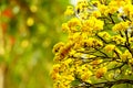 Beautiful yellow flower on blur nature spring background