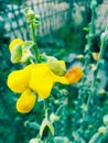 Beautiful yellow flower,blur flower wallpaper image,gate flower