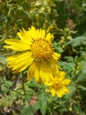 Beautiful Yellow chrysanthemum flowers in the garden.