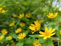 Beautiful yellow flower with blurring greeny background Royalty Free Stock Photo