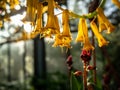 Yellow flower in the botanical garden of Cologne, Germany