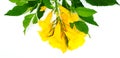 Beautiful Yellow flower bouquet Yellow elder, Trumpetbush, Trumpetflower with green leaves isolated on white background Royalty Free Stock Photo