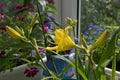 Beautiful yellow flower and buds of daylily in small garden on the balcony. Beautiful design of greening Royalty Free Stock Photo