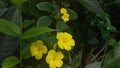 Yellow color small Flower bunch in Sri Lanka Royalty Free Stock Photo