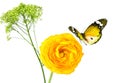 Beautiful yellow flower of Buttercup and butterfly flying. Royalty Free Stock Photo