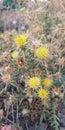 Beautiful Yellow flower cactus Royalty Free Stock Photo