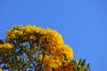 The beautiful yellow flower is called the Priyathorn tree, a perennial flower native to South America.