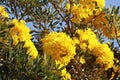 The beautiful yellow flower is called the Priyathorn tree, a perennial flower native to South America.