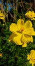 beautiful yellow flower cosmos sulphurous in the garden at afternoon Royalty Free Stock Photo