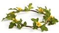 Beautiful yellow Flower Crown isolated