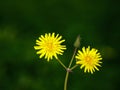 Beautiful yellow flower in the garden