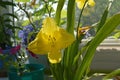 Beautiful yellow flower of daylily in cozy small garden on the balcony Royalty Free Stock Photo