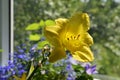 Beautiful yellow flower of daylily. Small urban garden on the balcony in sunny summer day Royalty Free Stock Photo