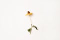 Beautiful yellow flower dried chamomile isolated on a white background Royalty Free Stock Photo