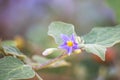 Beautiful yellow flower eggplant in the garden