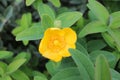 beautiful yellow flower in the field