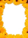 Beautiful yellow flower frame Royalty Free Stock Photo