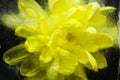 beautiful yellow flower frozen in ice Royalty Free Stock Photo