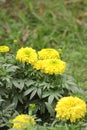 Beautiful yellow  flower garden Royalty Free Stock Photo