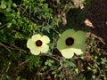 Beautiful yellow flower in garden,