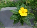 Beautiful Yellow flower in the garden