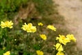 Beautiful yellow flower garden Royalty Free Stock Photo