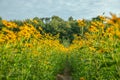 Beautiful yellow flower garden and blue clouds Royalty Free Stock Photo