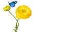 Beautiful yellow flower of a Garden Buttercup and blue butterfly. Royalty Free Stock Photo