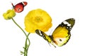 Beautiful yellow flower of a Garden Buttercup and colorful butterflies. Royalty Free Stock Photo