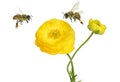 Beautiful yellow flower of a Garden Buttercup and honey bees flying  around. Royalty Free Stock Photo