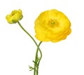 Beautiful yellow flower. Garden Buttercup isolated on a white background Royalty Free Stock Photo