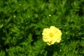 Beautiful yellow flower garden Royalty Free Stock Photo