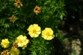 Beautiful yellow flower garden Royalty Free Stock Photo