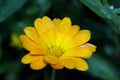 Yellow Calendula flower covered with dew on a green background Royalty Free Stock Photo