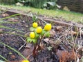 Beautiful yellow flower in the garden of the House in Storkow