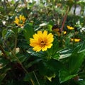 Beautiful yellow flower garden in the morning Royalty Free Stock Photo