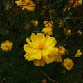 Beautiful Yellow flower garden nature Royalty Free Stock Photo