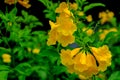 Beautiful yellow flower in the garden Royalty Free Stock Photo