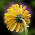 Beautiful yellow flower