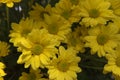 Beautiful Yellow flower gerbera plant in the garden. Royalty Free Stock Photo