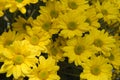 Beautiful Yellow flower gerbera plant in the garden. Royalty Free Stock Photo