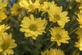 Beautiful Yellow flower gerbera plant in the garden. Royalty Free Stock Photo