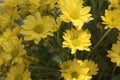 Beautiful Yellow flower gerbera plant in the garden. Royalty Free Stock Photo