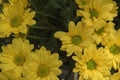 Beautiful Yellow flower gerbera plant in the garden. Royalty Free Stock Photo