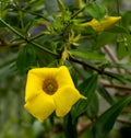 Golden trumpet vine, Yellow bell (Allamanda cathartica) Royalty Free Stock Photo