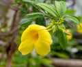 Beautiful yellow flower Golden trumpet vine Royalty Free Stock Photo
