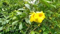 Beautiful Yellow Flower Golden Trumpet Vine flower Royalty Free Stock Photo